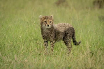 Naklejka na ściany i meble Cheetah cub stands on grass looking right