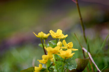 Fototapeta premium Yellow marsh marigold flowers on blured background