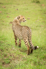 Cheetah cub stands looking round in grass