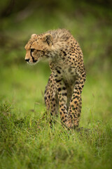 Cheetah cub stands on grass looking down
