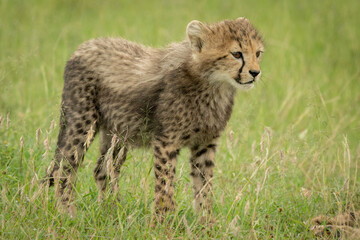 Obraz na płótnie Canvas Cheetah cub stands looking ahead in grass