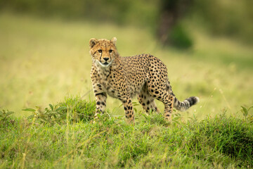 Fototapeta na wymiar Cheetah cub stands in grass turning head