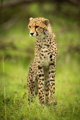 Cheetah cub stands in grass stretching neck