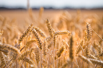 Fototapeta premium Golden yellow ripe ears of wheat or rye in a field at the end of summer on sunny day. Close up of ukrainian wheat. Agriculture field background.