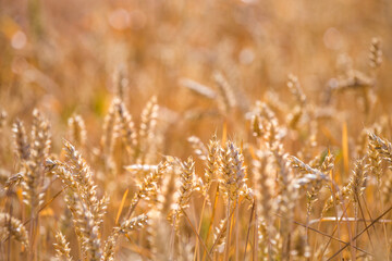 Fototapeta premium Golden yellow ripe ears of wheat or rye in a field at the end of summer on sunny day. Close up of ukrainian wheat. Agriculture field background.