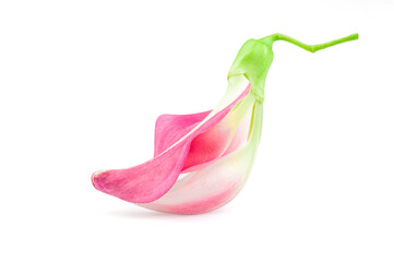 Close up Agasta, Sesban, Vegetable humming bird flower. (Scientific name Sesbania grandiflora) isolate on white background with clipping path. dokcare or dokkare(Thailand name), macro