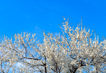 Blossoms against the blue sky