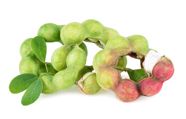 Manila tamarind fruit isolated on white background