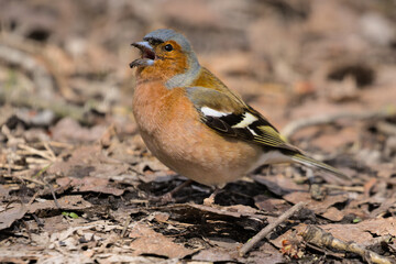 A small forest songbird with reddish sides. Chaffinch, a colorful bird sitting in last year's foliage and looking at the photographer. City birds. Blurred background. Close-up. Wild nature.