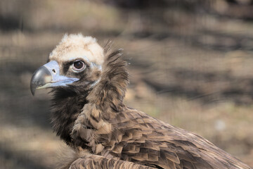 The griffon vulture close up head shot very close up showing feather and beak details. Scavengers in Africa and Middle East. Massive tricolored vulture with whitish head and neck. Wildlife.