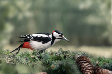 big spotted woodpecker at the feeder