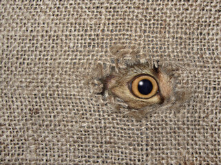 A beige cat looks through a hole in a jute sack. Burlap background.