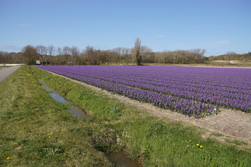 Fototapeta na wymiar Fields of blue, purple Common Hyacinths, Garden Hyacinths (Hyacinthus orientalis), near the North Holland village of Egmond aan den hoef in spring. In the distance sand dunes. Netherlands, April 
