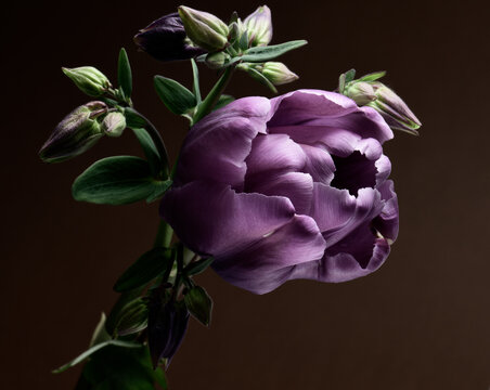 Purple tulip and flowers catchment on a dark background.