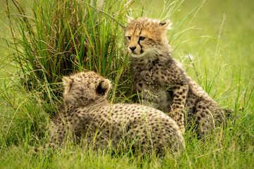 Cheetah cub sits in grass with another