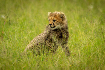 Cheetah cub sits in grass looking round