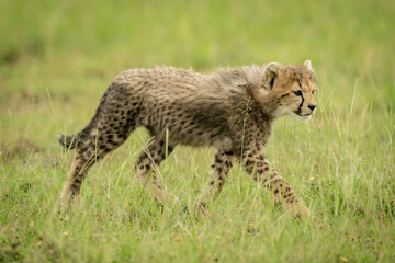 Cheetah cub walks right through long grass