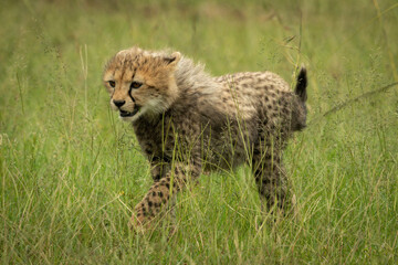 Cheetah cub walking through grass lifting paw