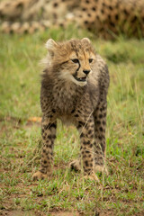 Cheetah cub stands looking right on grass