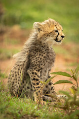 Cheetah cub sits staring right in grass