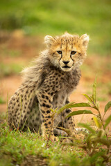 Cheetah cub sits lowering head in grass