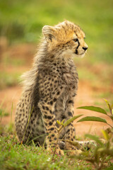 Cheetah cub sits looking right on grass