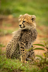 Cheetah cub sits looking back in grass