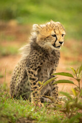 Cheetah cub sits looking right in grass