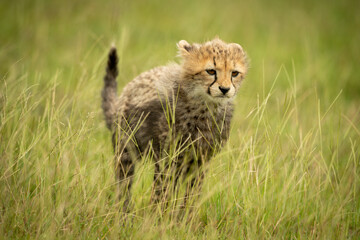 Fototapeta na wymiar Cheetah cub stands staring in long grass
