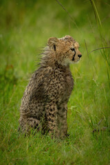 Cheetah cub sits in rain on grass