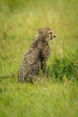 Cheetah cub sits on grass in rain