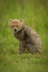 Naklejka na ściany i meble Cheetah cub sits opening mouth in grass