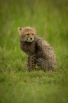 Cheetah cub sits turning head in grass
