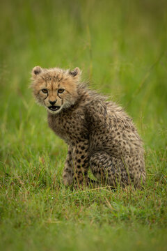 Cheetah cub sits opening mouth in grass