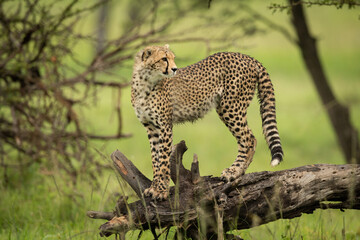 Cheetah cub stands on log looking right