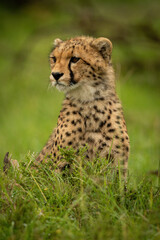 Naklejka na ściany i meble Cheetah cub sits in grass looking left
