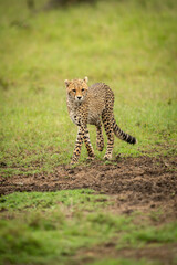 Cheetah cub walks across grass looking down