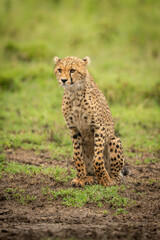 Cheetah cub sits on grass lifting paw