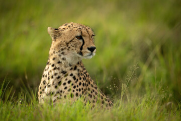 Cheetah cub sits in grass turning head