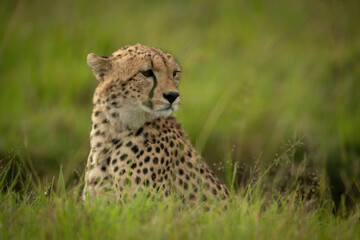 Naklejka na ściany i meble Cheetah cub sits in grass looking right