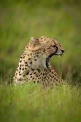 Cheetah cub sits yawning in long grass
