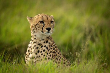 Cheetah cub sits in grass staring right