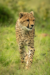 Cheetah cub walks through grass looking right