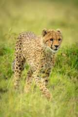 Cheetah cub walks through grass facing right