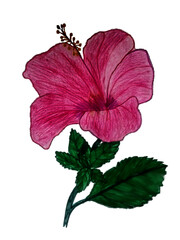 hibiscus flower