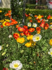 Poppies flowers on the meadow 