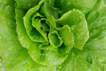 Lettuce variety Michelle - Lactuca sativa - organic vegetable with water droplets