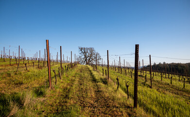 Early spring green grass lines rows of trellised vines which lead the eye to a single oak tree against a blue sky.