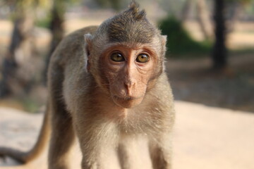 カンボジア の猿