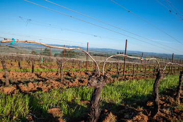 Fototapeta na wymiar Vines in early spring show buds beginning to emerge on bare vines lining a steel wire trellis in Oregon wine country.